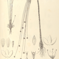 59. PAEPALANTHUS I. (Psilocephalus) gracilis, II. (Carphocephalus) appressus.
