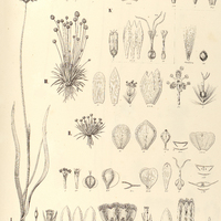 60. I. MESANTHEMUM Prescottianum. II. ERIOCAULON (Astole) pygmaeum. III. E. (Trichopeplus) griseum…