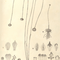 61. ERIOCAULON I. (Spathopeplus) palustre, II. (Eueriocaulon) Sellowianum, III. rosulatum.