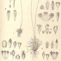62. ERIOCAULON (Eueriocaulon) I. gibbosum, II. modestum. III. macrobolax.