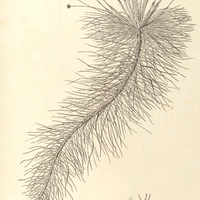 63. ERIOCAULON (Eueriocaulon) melanocephalum.