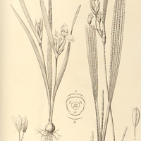 64. I. CIPURA paludosa, II. ELEUTHERINA plicata.