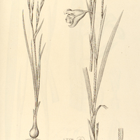 65. I. NEMASTYLIS furcata, II. ALOPHIA Sellowiana.