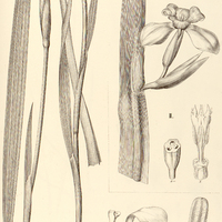 66. I. PHALOCALLIS plumbea, II. CYPELLA coerulea.