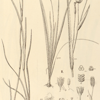 67. POLIA gracilis, II. LANSBERGIA Caracasana.