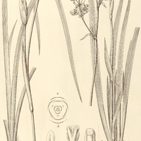 68. I. REMACLEA funebris, II. LIBERTIA ixioides.