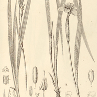 69. I. HERBERTIA umbellata, II. BEATONIA lutea.