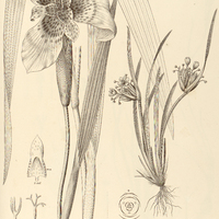 70. I. TIGRIDIA Pavonia, II. SISYRINCHIUM Sellowianum.