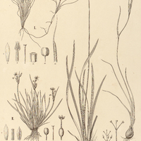 71. SISYRINCHIUM setaceum, II. S. secundoflorum, III. S. fasciculatum, IV. ROTERBE luteola.