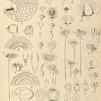1. WOLFFIA I. Brasiliensis, II. arrhiza, M. lingulata. – LEMNA IV. Valdiviana cum varr., V…