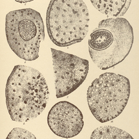 2. ARACEAE
