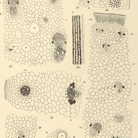 4. ARACEARUM ANATOMIA