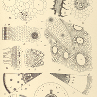 5. ARACEARUM ANATOMIA