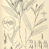 6. HETEROPSIS salicifolia