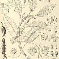 7. ANTHURIUM scandens var. violaceum.