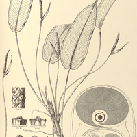 8. ANTHURIUM I. Bredemeyeri, H. Olfersianum.