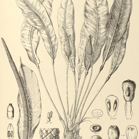 10. ANTHURIUM coriaceum