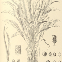 11. ANTHURIUM Harrisii, var. Grahamianum.