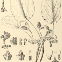 13. ANTHURIUM radicans