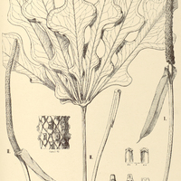 14. ANTHURIUM I. bellum, II. panduratum.