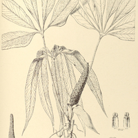 15. ANTHURIUM variabile.