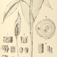 16. SPATHIPHYLLUM I. Gardneri, II. cannaeforme, III. heliconiifolium.