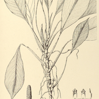 17. RHODOSPATHA oblongata.