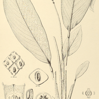 18. STENOSPERMATIUM Spruceanum.