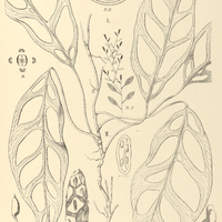 19. MONSTERA Lobliqua, II. var. explicata