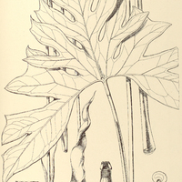 22. CYRTOSPERMA americanum.