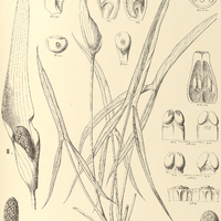 23. UROSPATHA I. angustiloba, II. sagittaefolia.