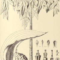 24. DRACONTIUM asperum.