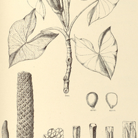 25. MONTRICHARDIA arborescens.