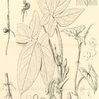 26. 27. SYNGONIUM affine.