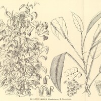 28. 29. PHILODENDRON I. Sonderianum, II. Ochrostemon.