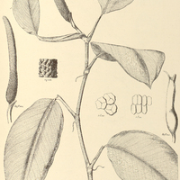 30. PHILODENDRON Riedelianum.