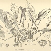 31. PHILODENDRON cannaefolium