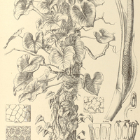 32. PHILODENDRON eximium.