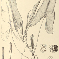33. PHILODENDRON Imbe.