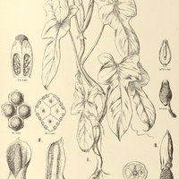 34. PHILODENDRON I. panduraeforme, II. squamiferum.