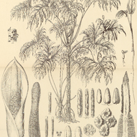35. 36. PHILODENDRON bipinnatifidum.