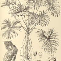 37. PHILODENDRON Selloum.