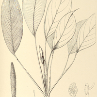 38. ADELONEMA erythropus.