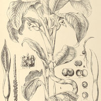39. DIEFFENBACHIA I. Seguine, forma Barraquiniana, II. forma liturata, III. picta.