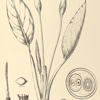40. CALADIUM striatipes.