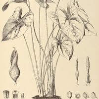 41. CALADIUM bicolor forma rubicunda.