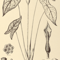 42. CALADIUM picturatum, forma Belleymii.