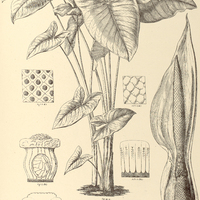 43. XANTHOSOMA violaceum.