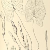 44. XANTHOSOMA striolatum.