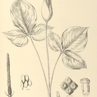 45. XANTHOSOMA platylobum.